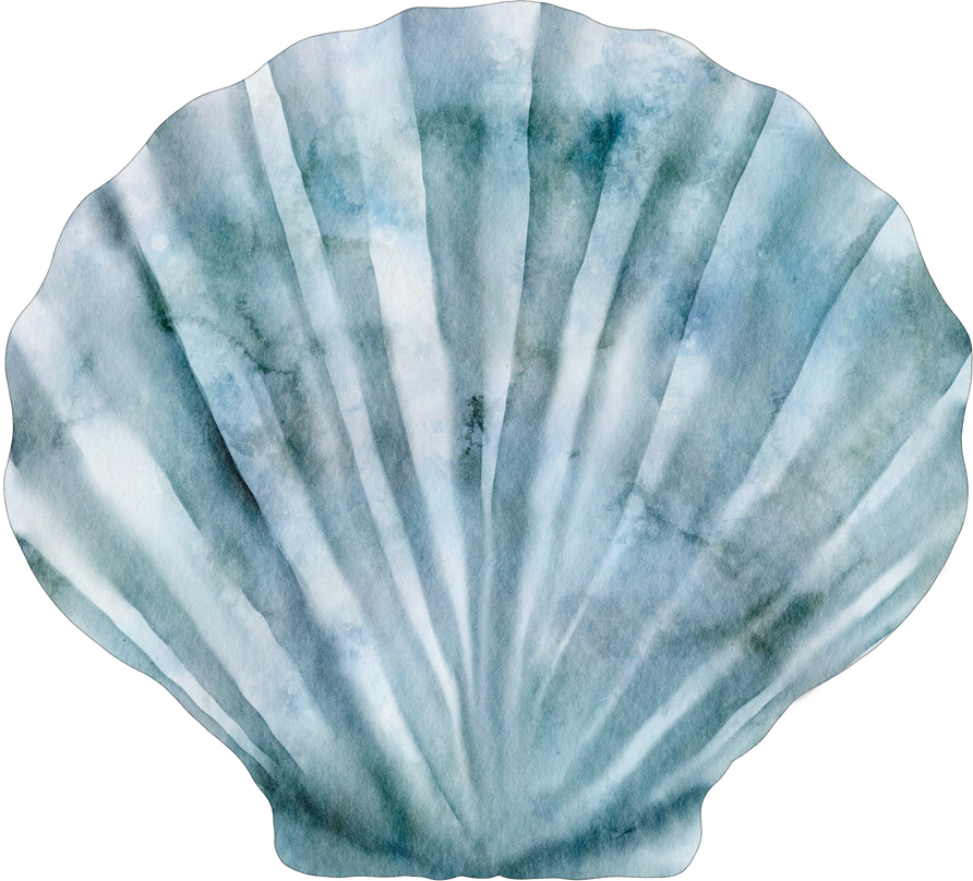 watercolor shell